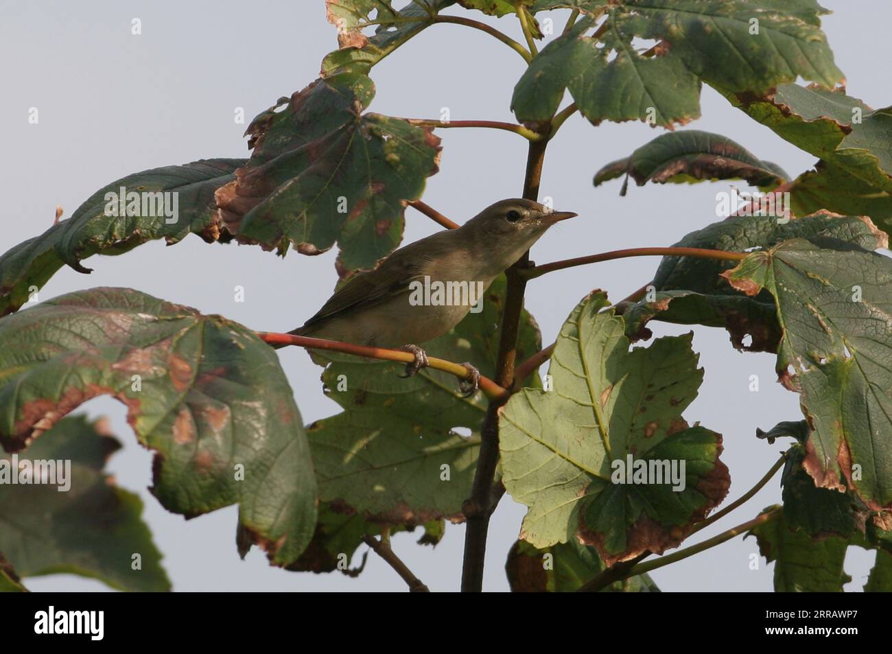 Booted Warbler (Iduna caligata) perched on top of a small Sycamore tree  Winterton, Norfolk, UK.           September Stock Photo