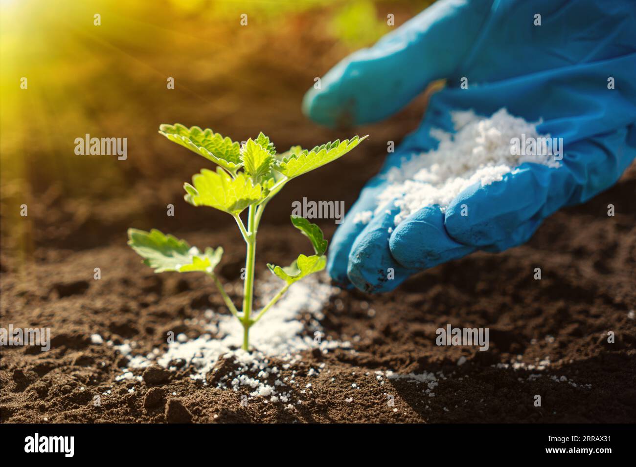 use organic fertilizer for organic farming or gardening hand holding fertilizer close to soil or growing media - non gmo feed seedlings Stock Photo