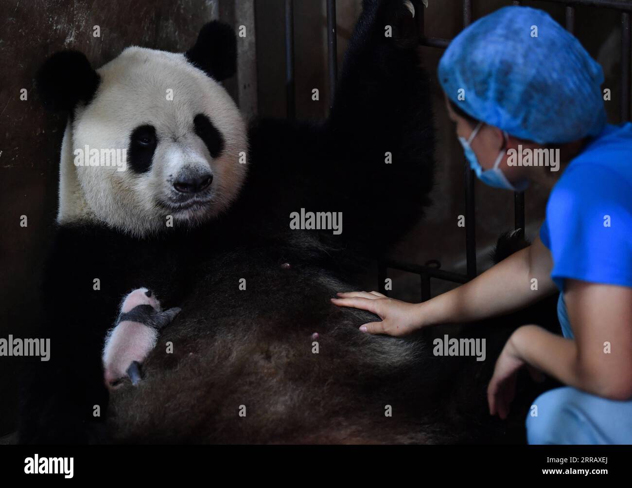 210820 -- XI AN, Aug. 20, 2021 -- A staff member helps giant panda Ya Ya to breastfeed her baby at the Qinling Giant Panda Research Center in northwest China s Shaanxi Province, Aug. 20, 2021. In 2021, the research center has witnessed the birth of four cubs, which raised the number of captive Qinling giant pandas to 36.  CHINA-SHAANXI-QINLING-PANDA CUBS CN ZhangxBowen PUBLICATIONxNOTxINxCHN Stock Photo