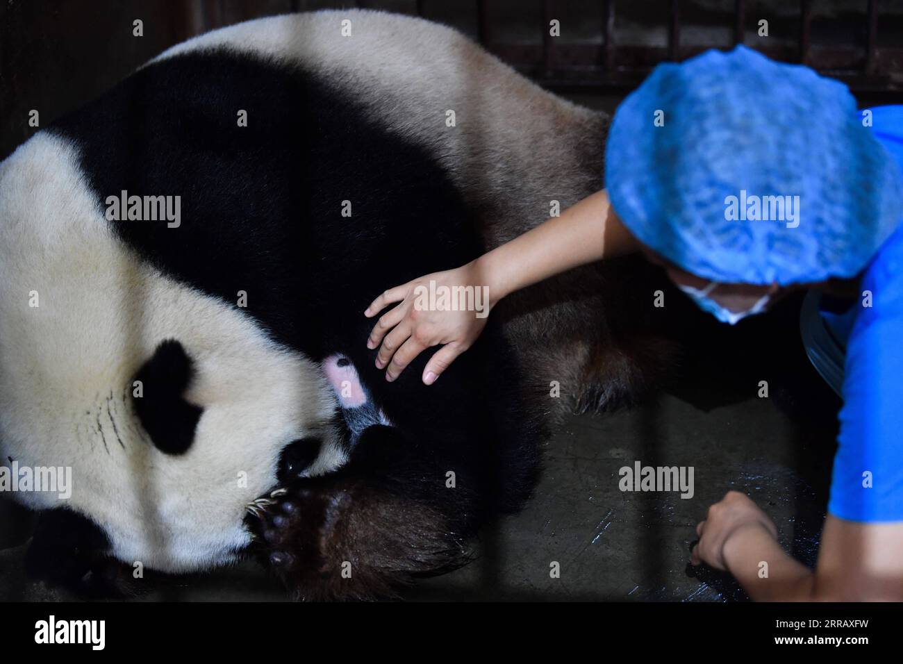 210820 -- XI AN, Aug. 20, 2021 -- A staff member helps giant panda Ya Ya to breastfeed her baby at the Qinling Giant Panda Research Center in northwest China s Shaanxi Province, Aug. 20, 2021. In 2021, the research center has witnessed the birth of four cubs, which raised the number of captive Qinling giant pandas to 36.  CHINA-SHAANXI-QINLING-PANDA CUBS CN ZhangxBowen PUBLICATIONxNOTxINxCHN Stock Photo