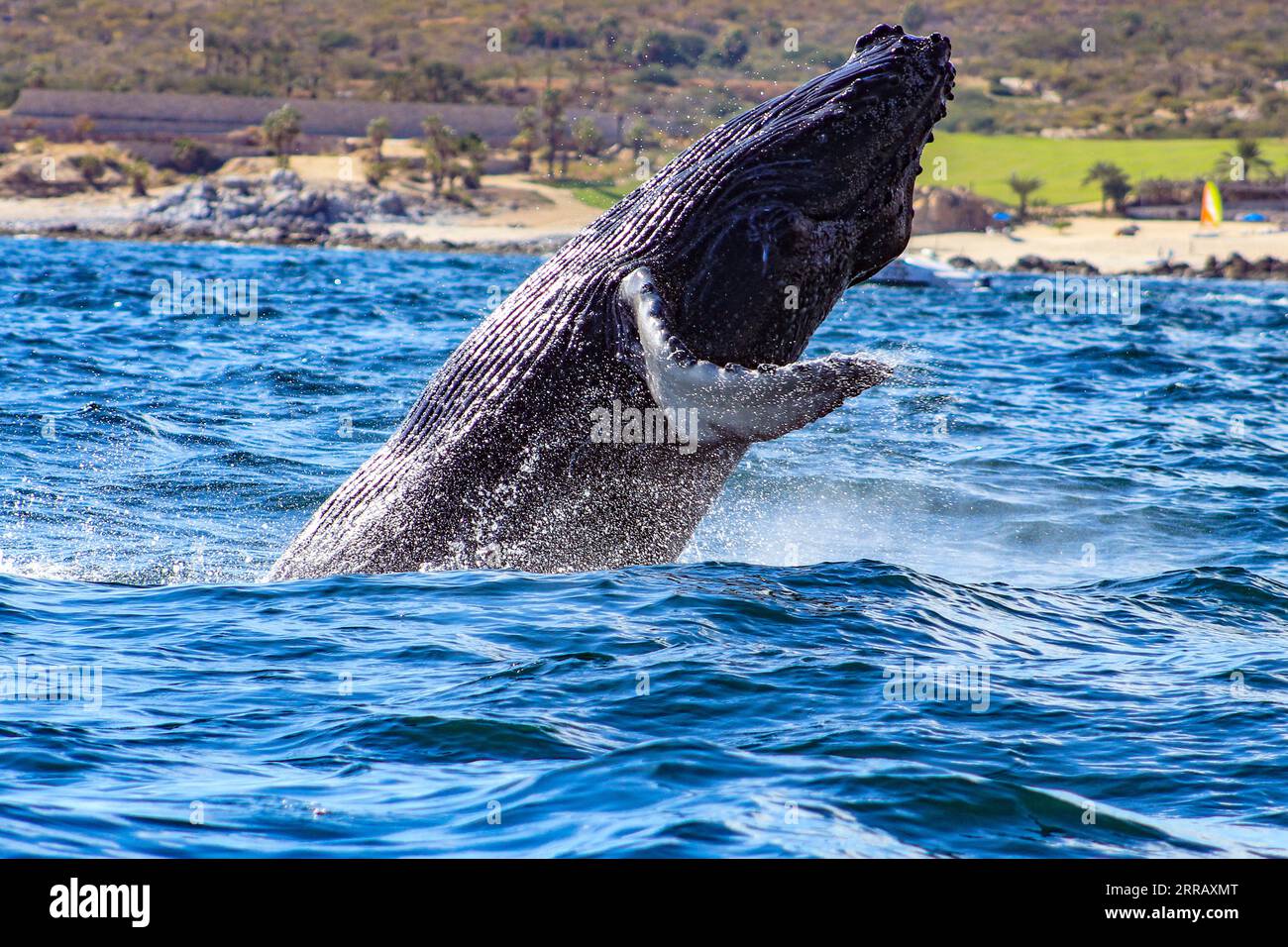 Beautiful and huge specimen of humpback whale emerging from the deep sea and jumping with joy in the sea of Cortez, off the coast, in Cabo San Lucas. Stock Photo