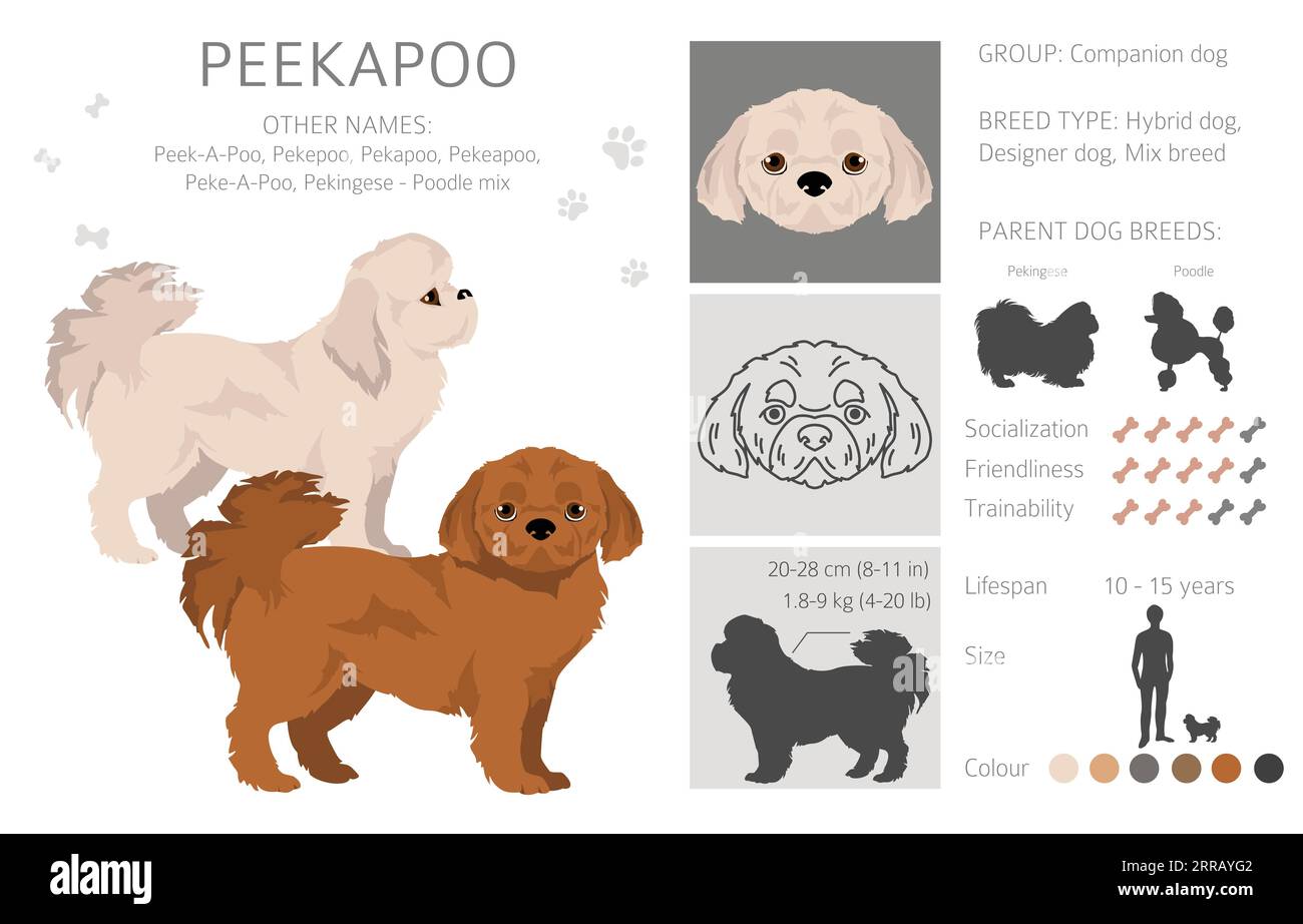 Pekapoo dog breeds sales