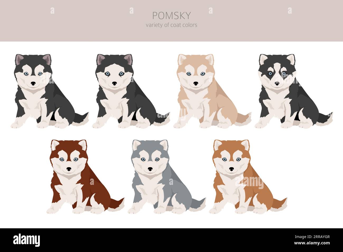 Pomsky clipart. Pomeranian Husky mix. Different coat colors set. Vector ...