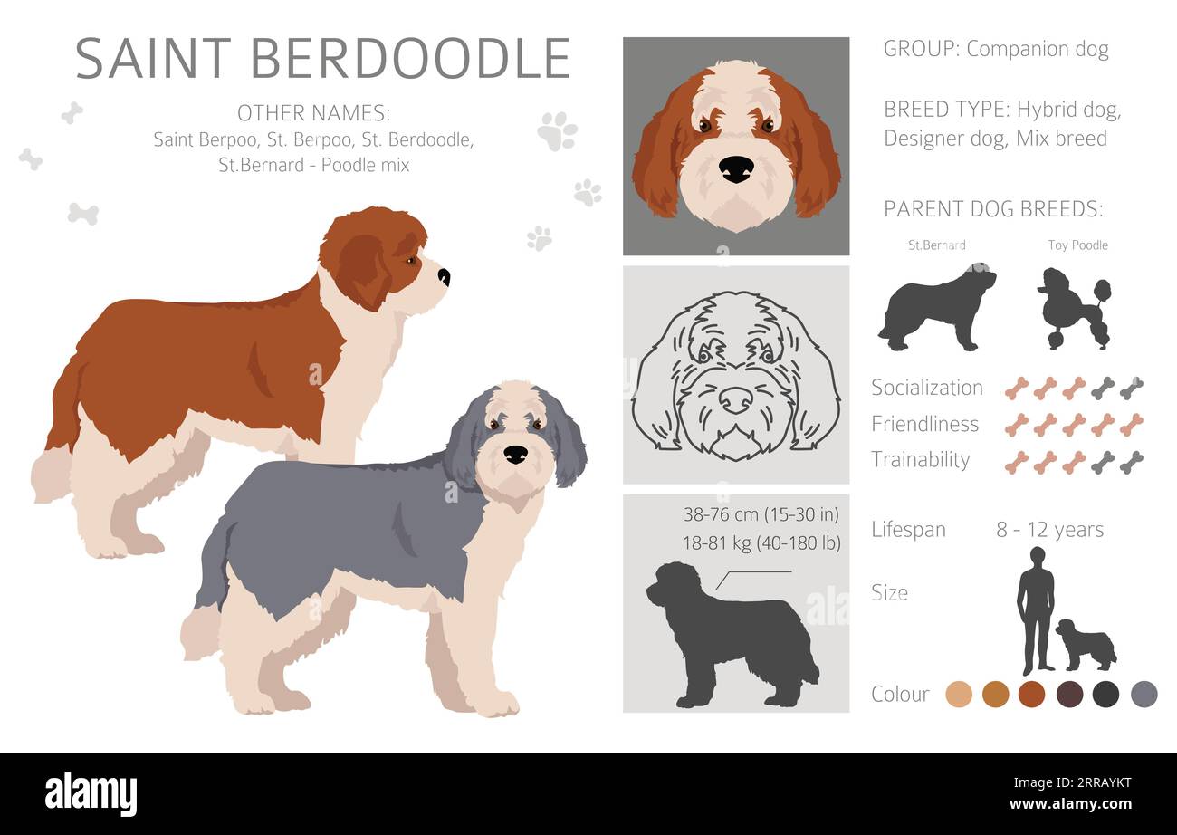 Saint Bernard Poodle Mix Puppies