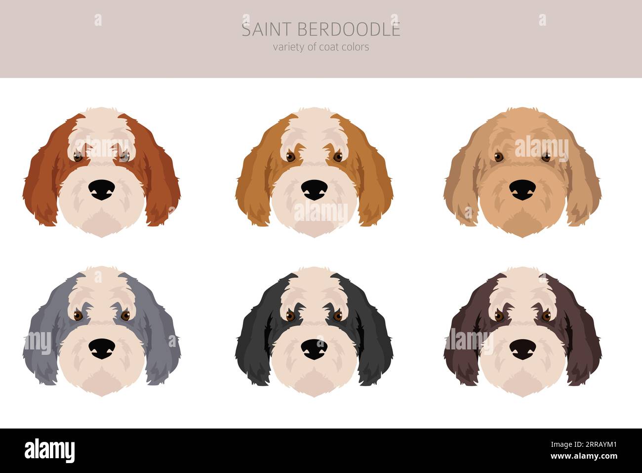 Saint Bernard Poodle Mix Puppies