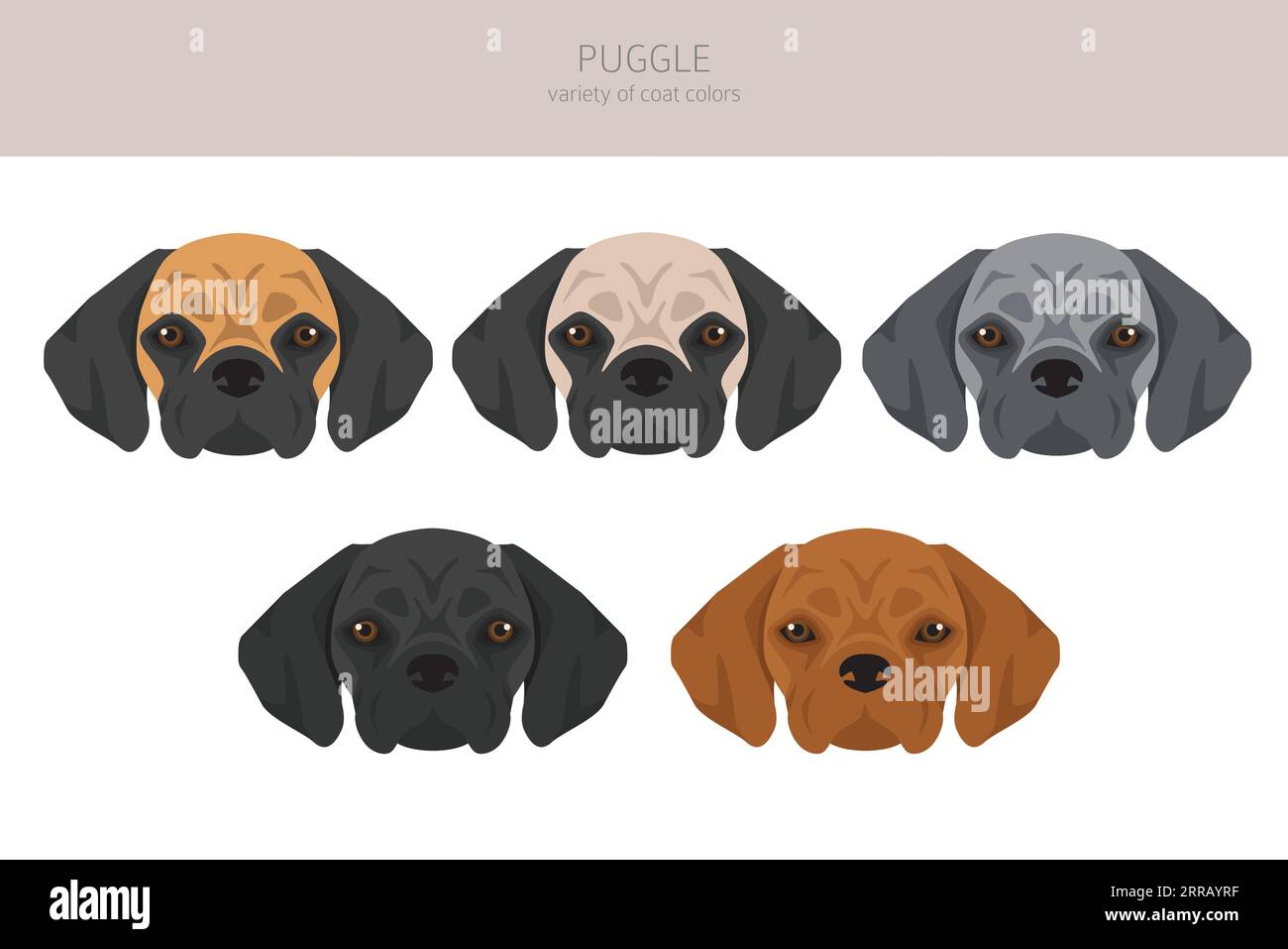 Puggle clipart. Pug beagle mix. Different coat colors set. Vector