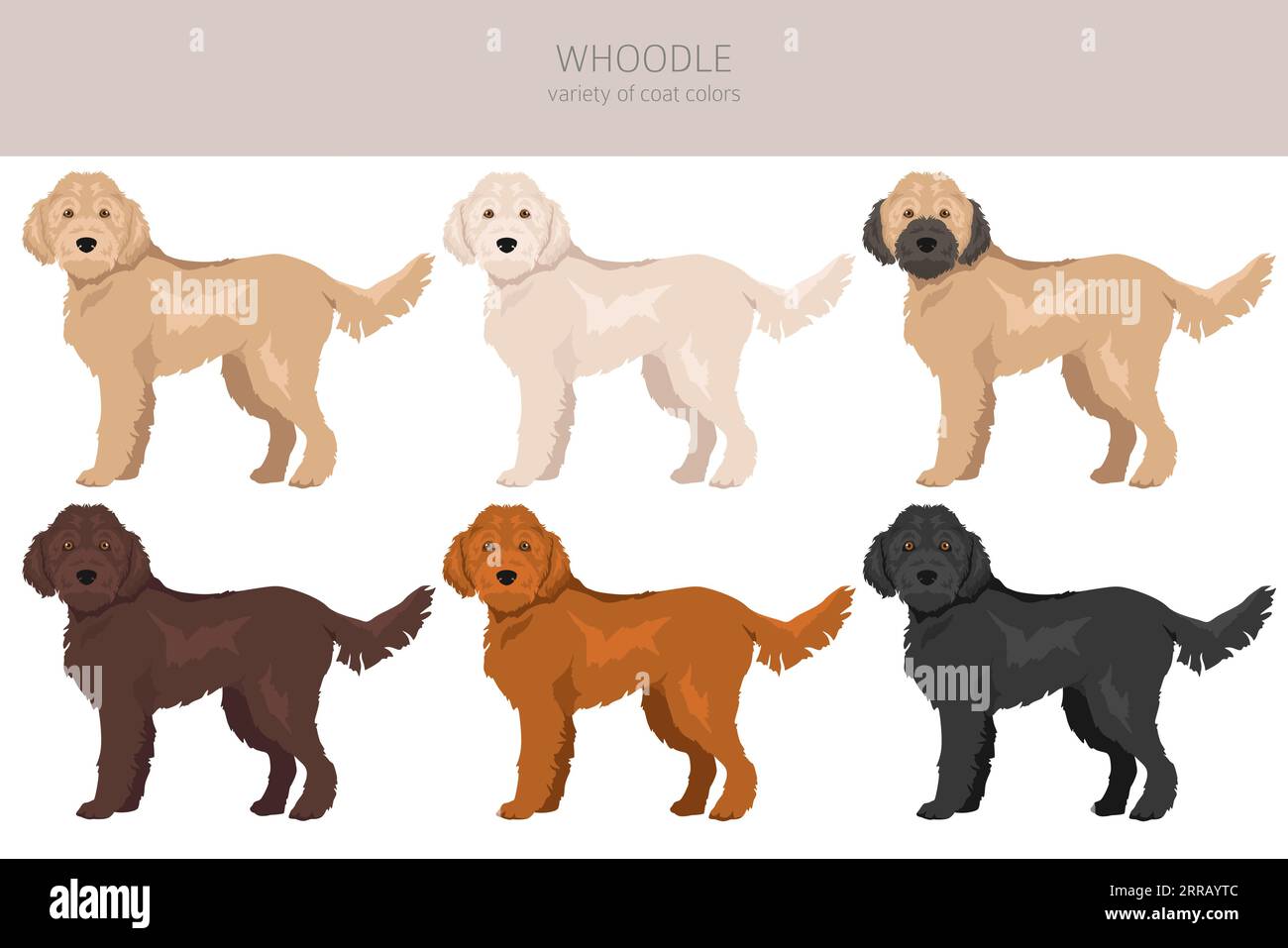 Wheaten golden best sale mix
