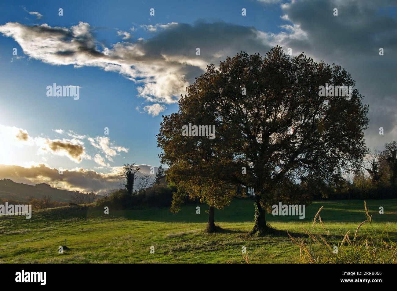 Quercia secolare hi-res stock photography and images - Alamy