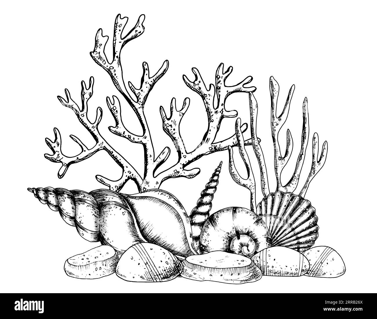 Underwater engraved composition with Seashells and Corals on isolated background. Hand drawn vector illustration of Seaweeds and seabed. Drawing of undersea in line art style painted by black inks. Stock Vector