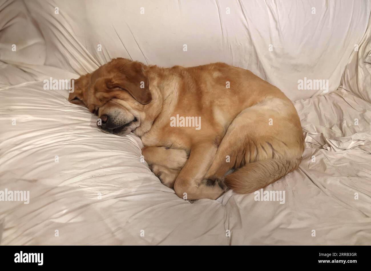 abandoned dog sleeps on shelter sofa Stock Photo Alamy