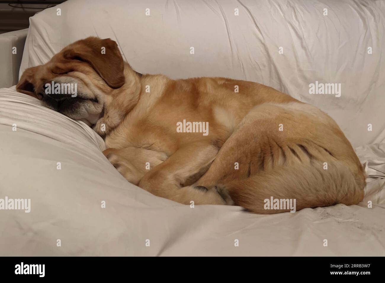 abandoned dog sleeps on shelter sofa Stock Photo Alamy