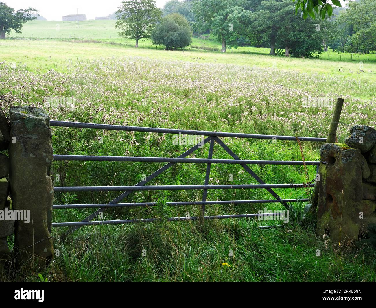 A metal gate and a field of thistles along the Nidderdale Way near Bouthwaite Nidderdale AONB North Yorkshire England Stock Photo