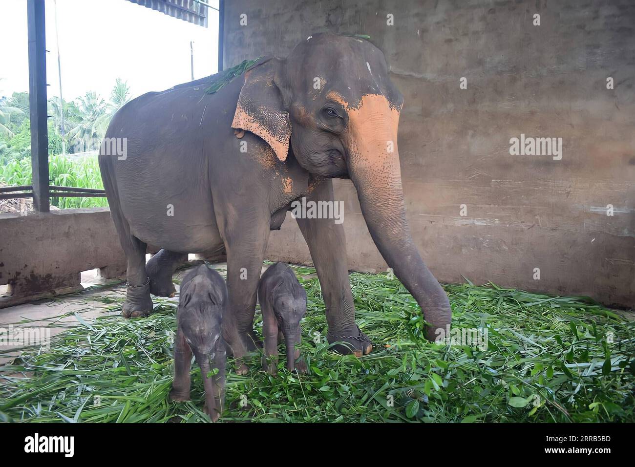 El-Elephant Twins El-Elephant Twins