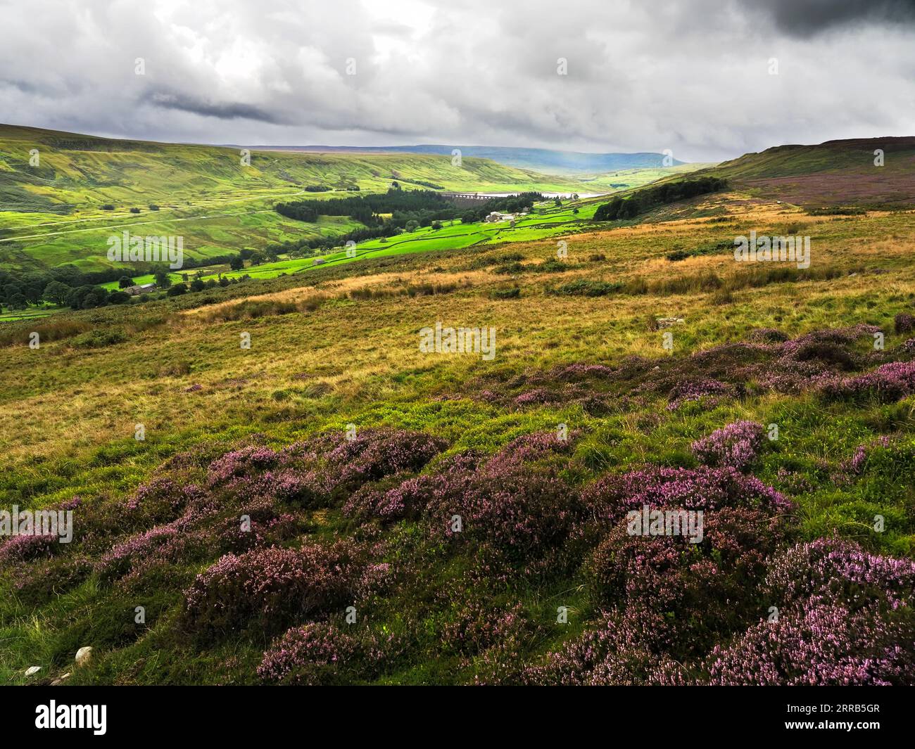 Heather in bloom in summer near Scar House Nidderdale AONB North Yorkshire England Stock Photo