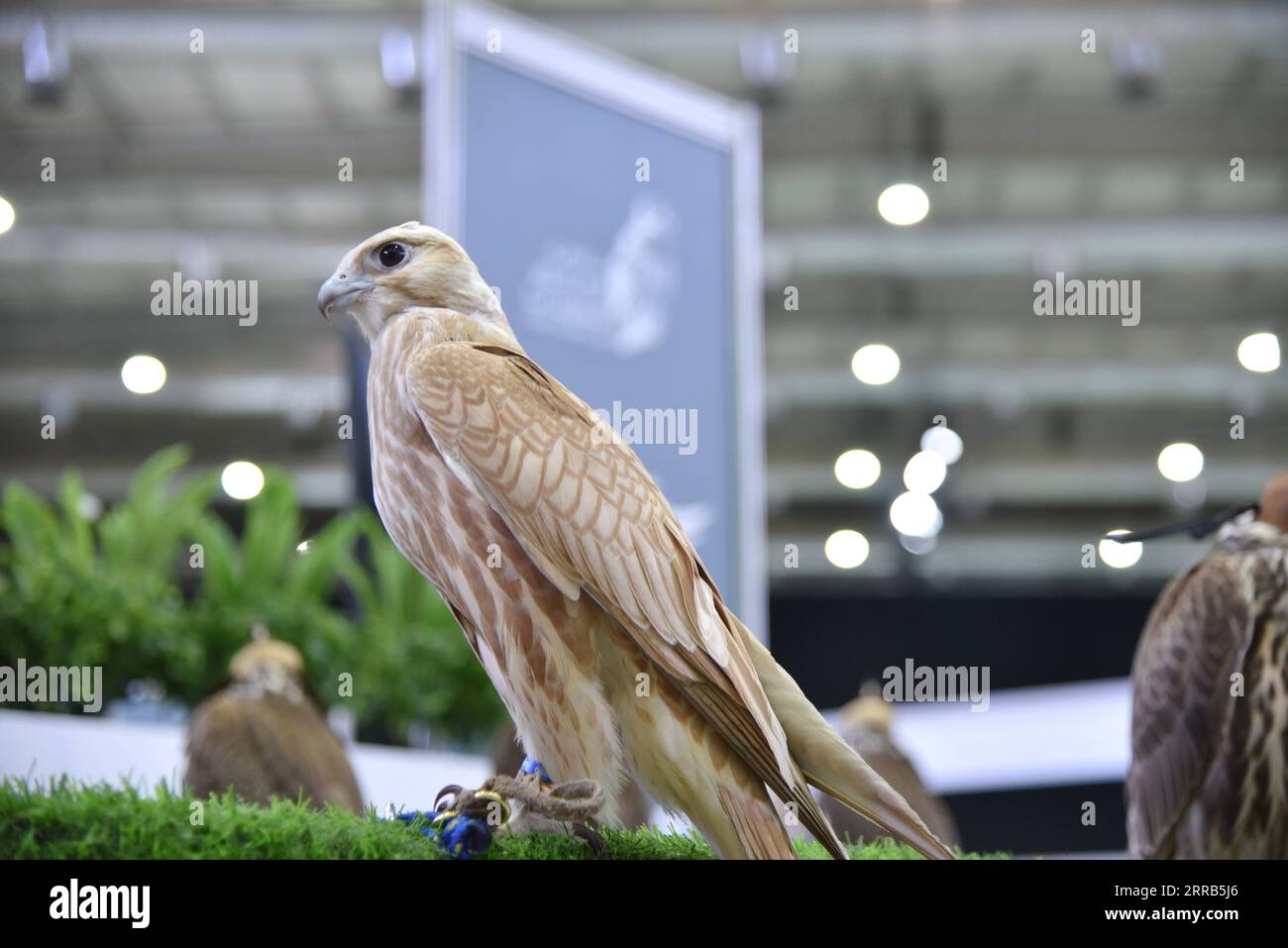 The saudi falcons hi-res stock photography and images - Alamy