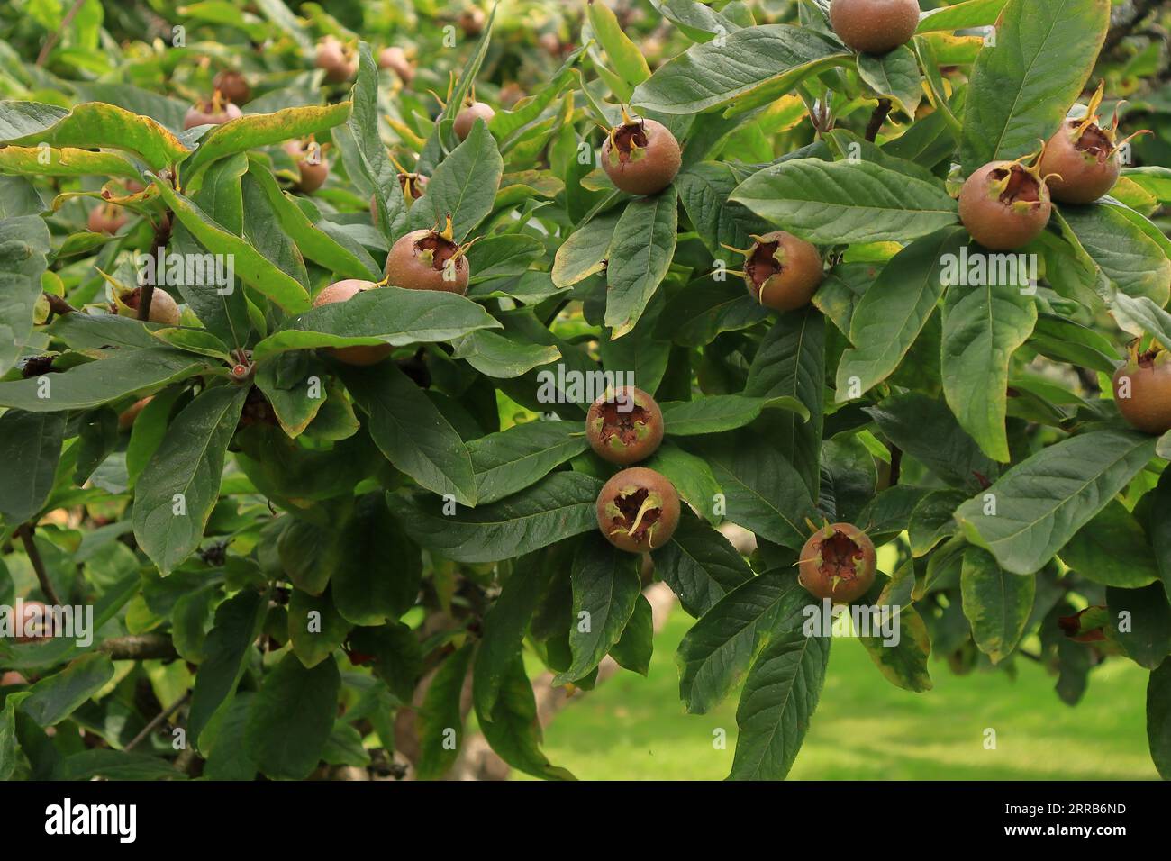 Fruit bearing plant hires stock photography and images Alamy