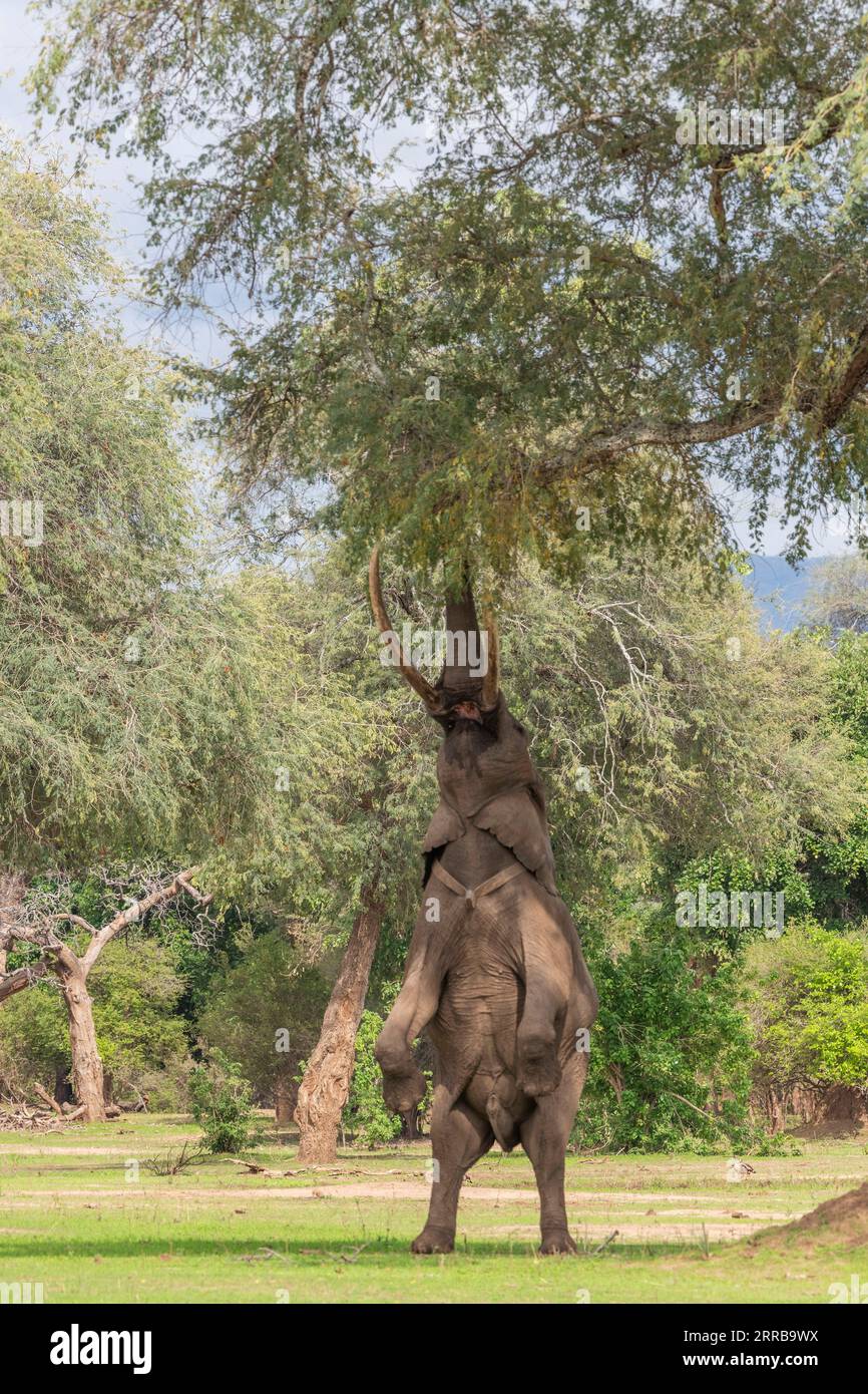 Boswell the elephant stands on his back legs to feed in Zimbabwe's Mana Pools National Park. Stock Photo