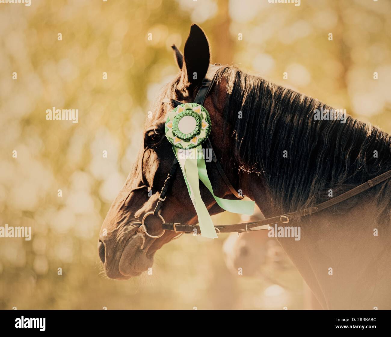 A bay horse with a green rosette on its bridle. Victory in an equestrian competition. The grace and majesty of the horse, as well as the excitement an Stock Photo
