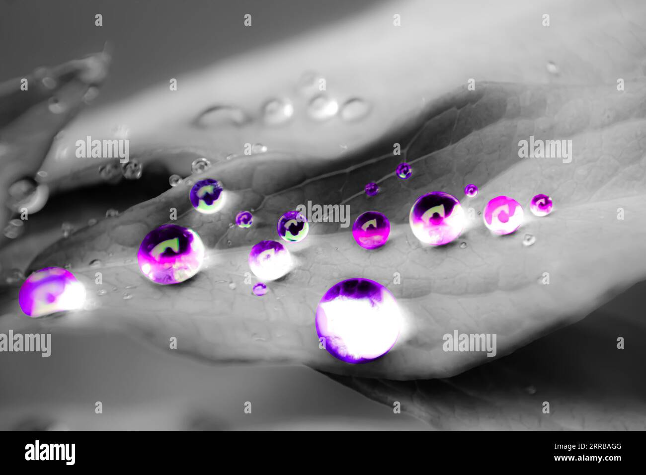Water drops on peony leaves Stock Photo
