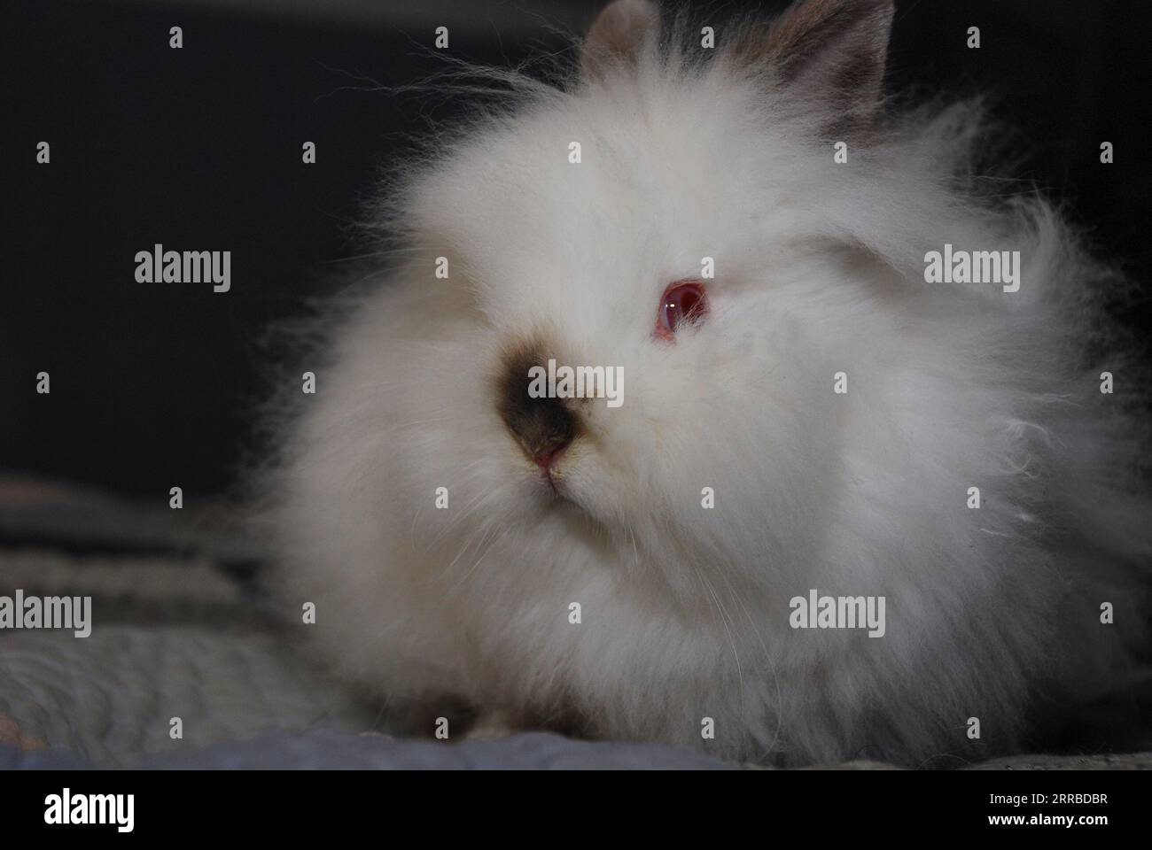 A fluffly white albino lionhead pet rabbit sitting on a bed Stock Photo