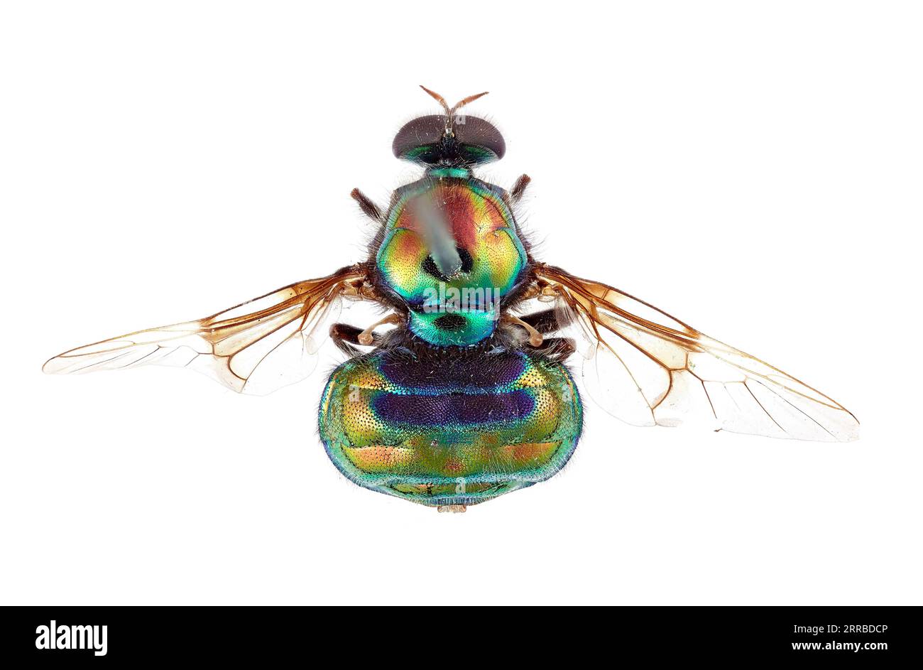 Opal Fly 210915 -- CANBERRA, Sept. 15, 2021 -- Photo provided by the ...