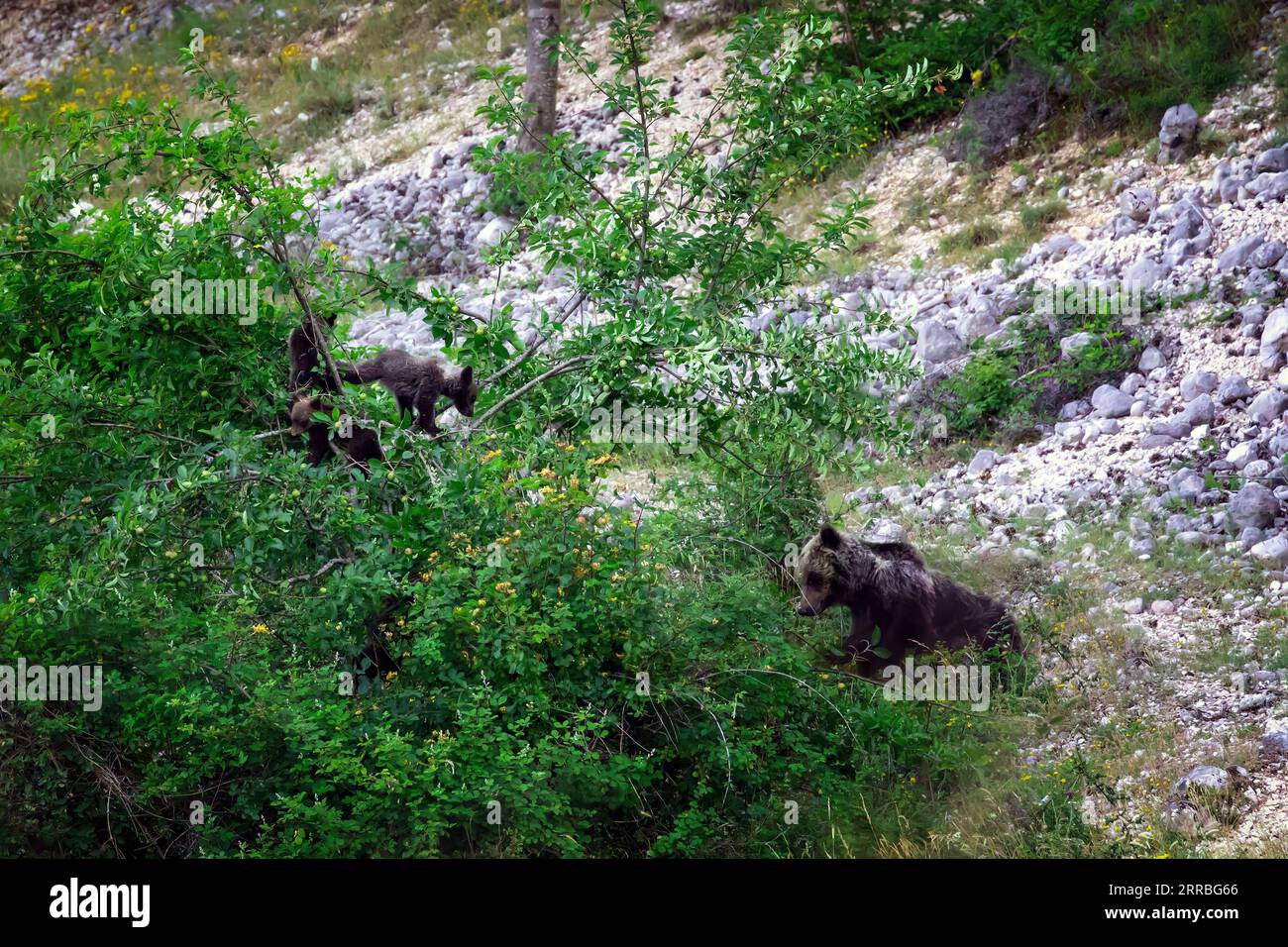 Marsican bear, a protected species typical of central Italy. A bear