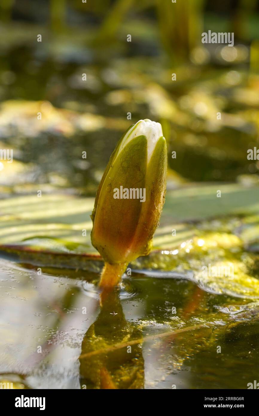 White water lily flower bud sticking out of water surface in a pond. Stock Photo