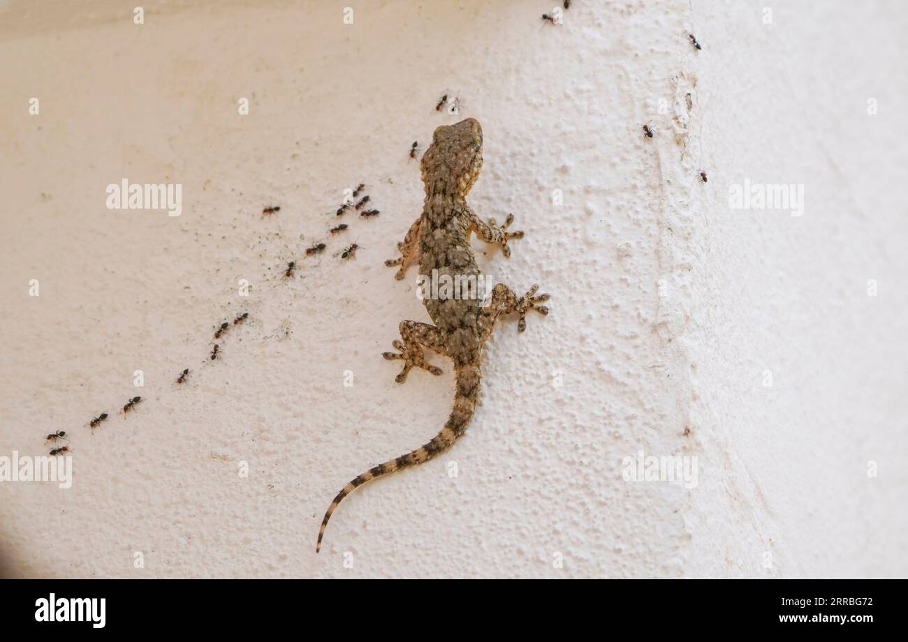 Gecko, europe, Moorish wall gecko, Tarentola mauritanica, feeding on ants. Andalusia, Spain Stock Photo