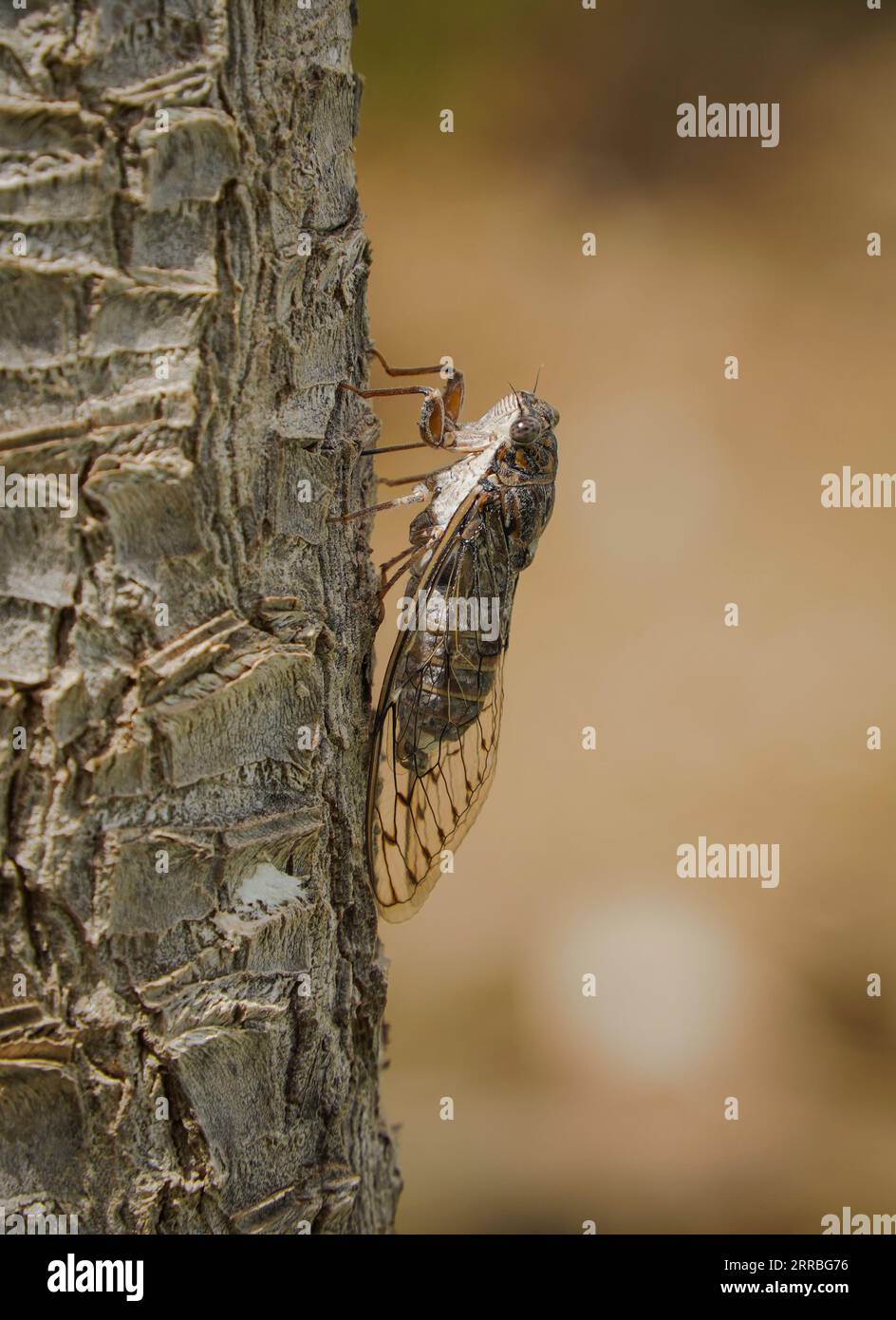 Cicada (cicada orni) calling on a trunk. Andalucia, Spain Stock Photo