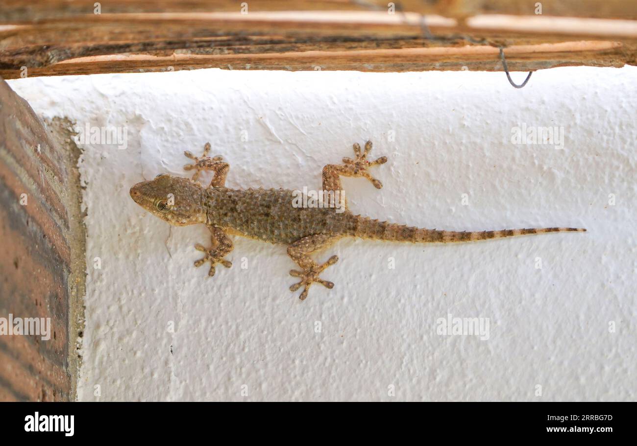 Gecko, europe, Moorish wall gecko, Tarentola mauritanica, on a white