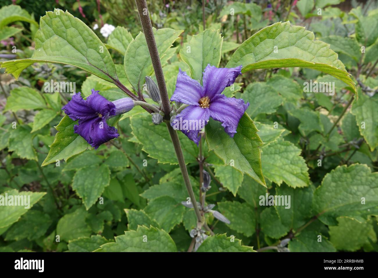 Natural closeup on a blue fragrant flower of tube Clematis heracleifolia cassandra Stock Photo
