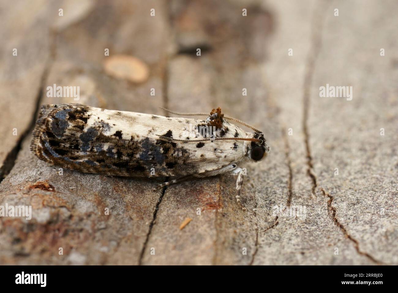 Natural closeup on the small White-backed Marble tortricid micro moth , Marble, White-backed sitting on wood Stock Photo