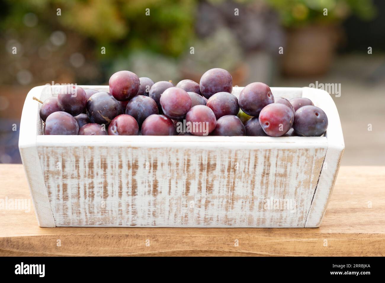 Ripe foraged British Damsons just picked from a wild growing Damson Tree Prunus Domestica. The damsons are shown in a wooden box ready for jam making Stock Photo
