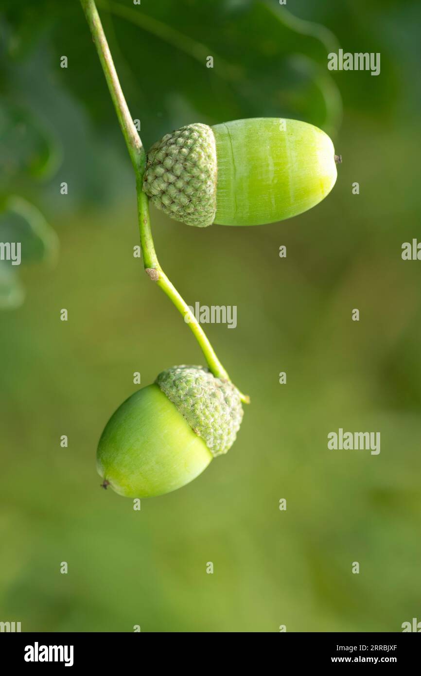 Two ripe acorns or oak apples hanging from a branch of a mature Oak Tree (Quercus). The acorns are in their cups and bright green in colour Stock Photo