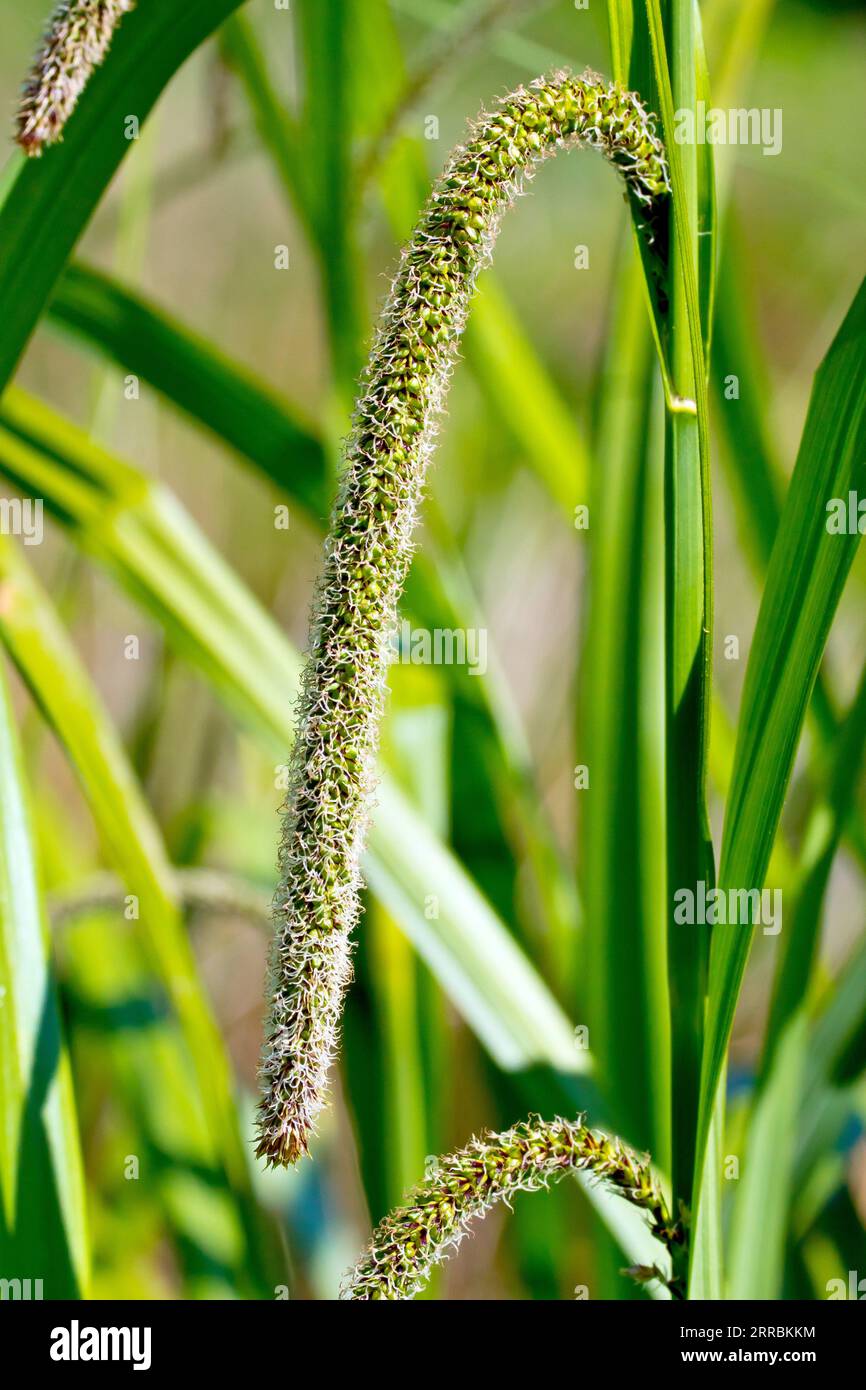 Pendulous Sedge (carex pendula), close up showing the drooping flowering head of the tall grass. Stock Photo