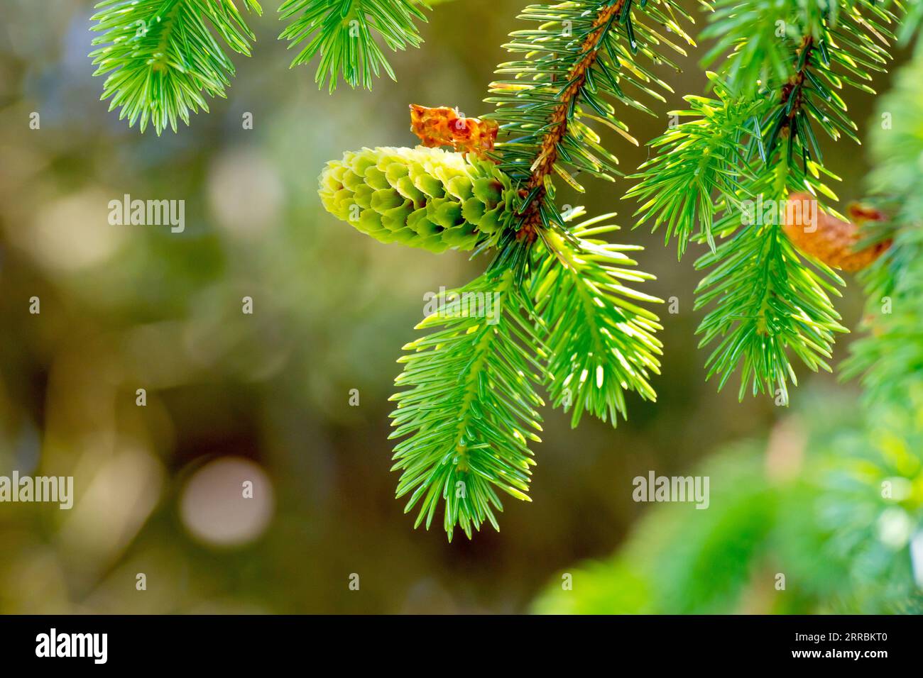 Sitka Spruce (picea sitchensis), close up showing the new growth and a young immature cone growing from the end of a branch in the spring. Stock Photo