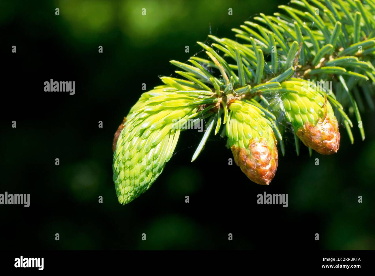 Sitka Spruce (picea sitchensis), close up showing the new growth of the tree growing from the end of a branch in the spring. Stock Photo
