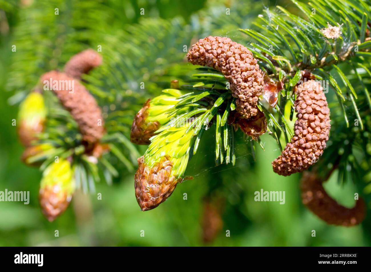 Sitka Spruce (picea sitchensis), close up showing the male flowers and new growth of the tree growing from the end of a branch in the spring. Stock Photo