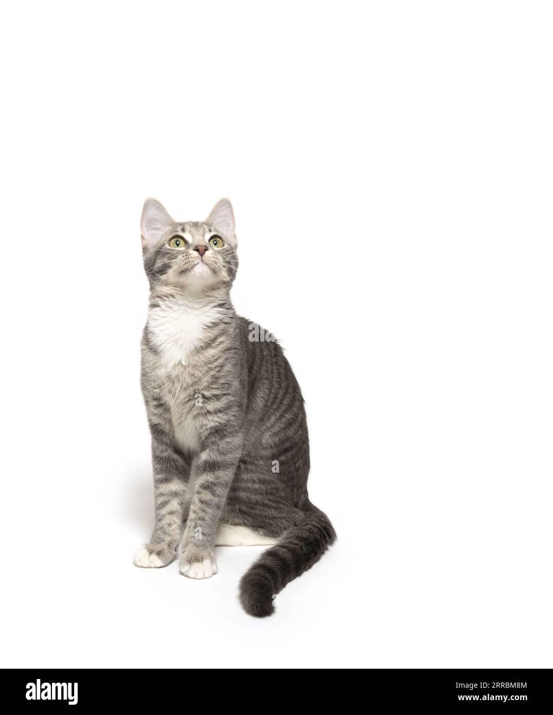 Cute gray tabby kitten sitting isolated on white background Stock Photo ...