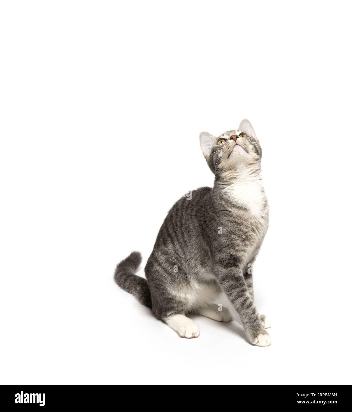 Cute gray tabby kitten sitting isolated on white background Stock Photo ...
