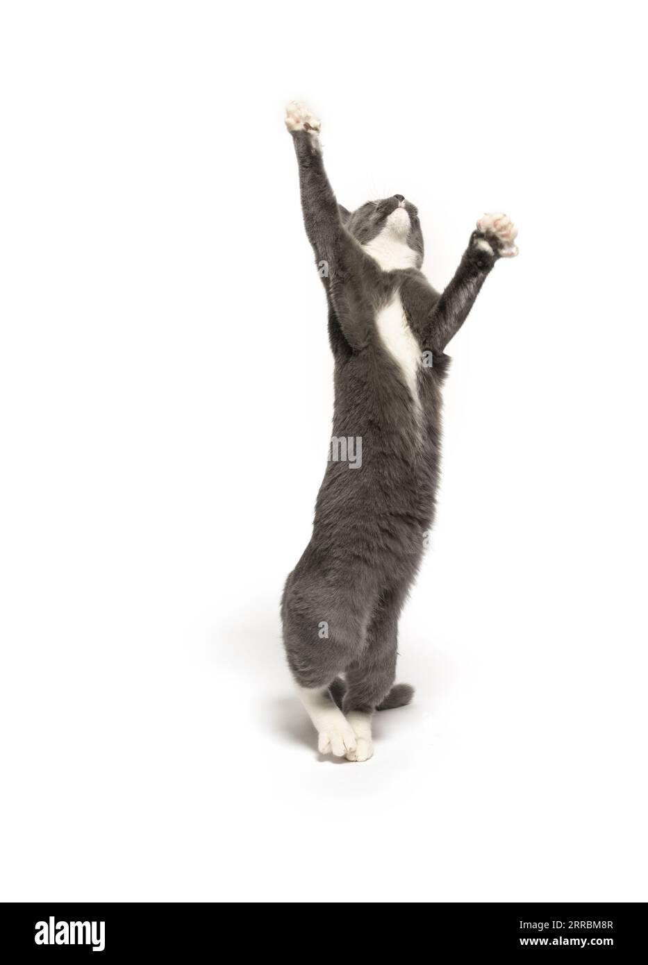 Gray and white kitten jumping isolated on white background Stock Photo