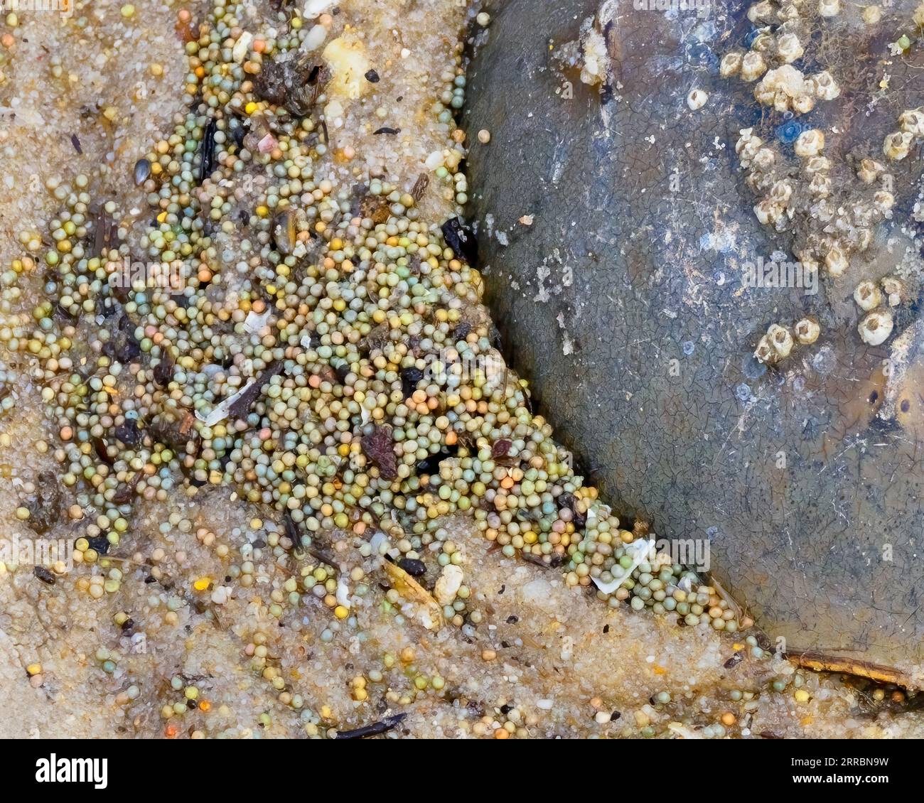 Horseshoe Crab Eggs next to a horseshoe crab on the Delaware Bay, New