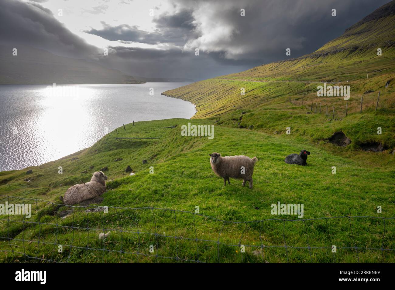Sheep, part of the Faroe Islands main economic engine, roam freely over much of the landscape. Stock Photo