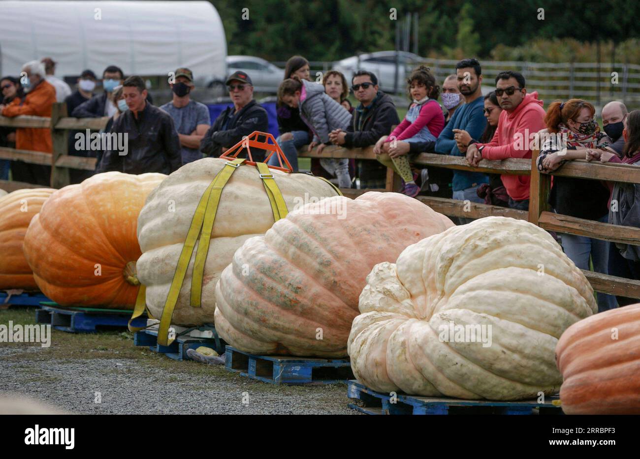 Canada langley giant hires stock photography and images Alamy