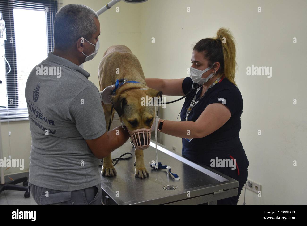 World stray animal day hires stock photography and images Alamy