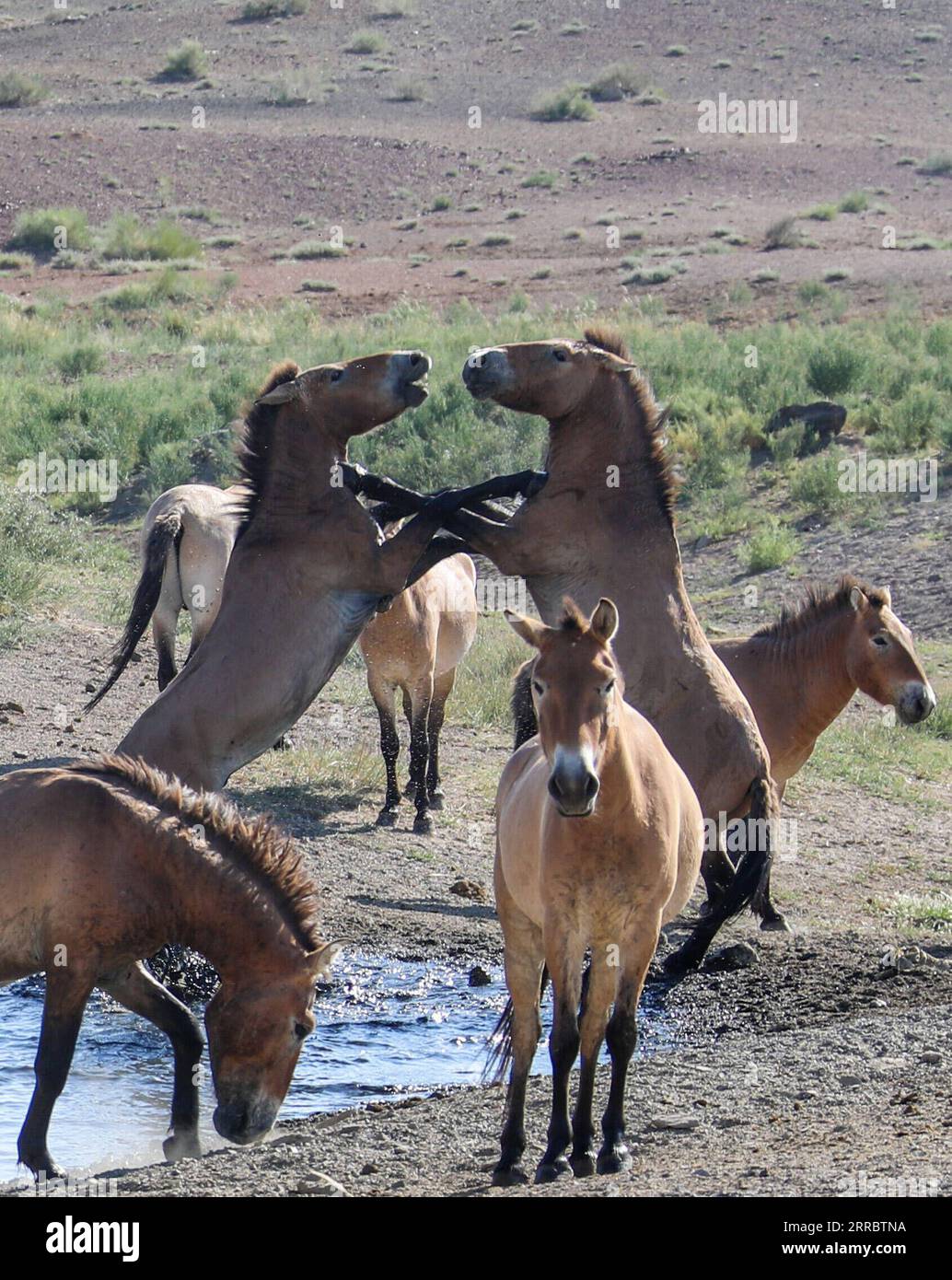 Xinjiang wild horse breeding center hi-res stock photography and