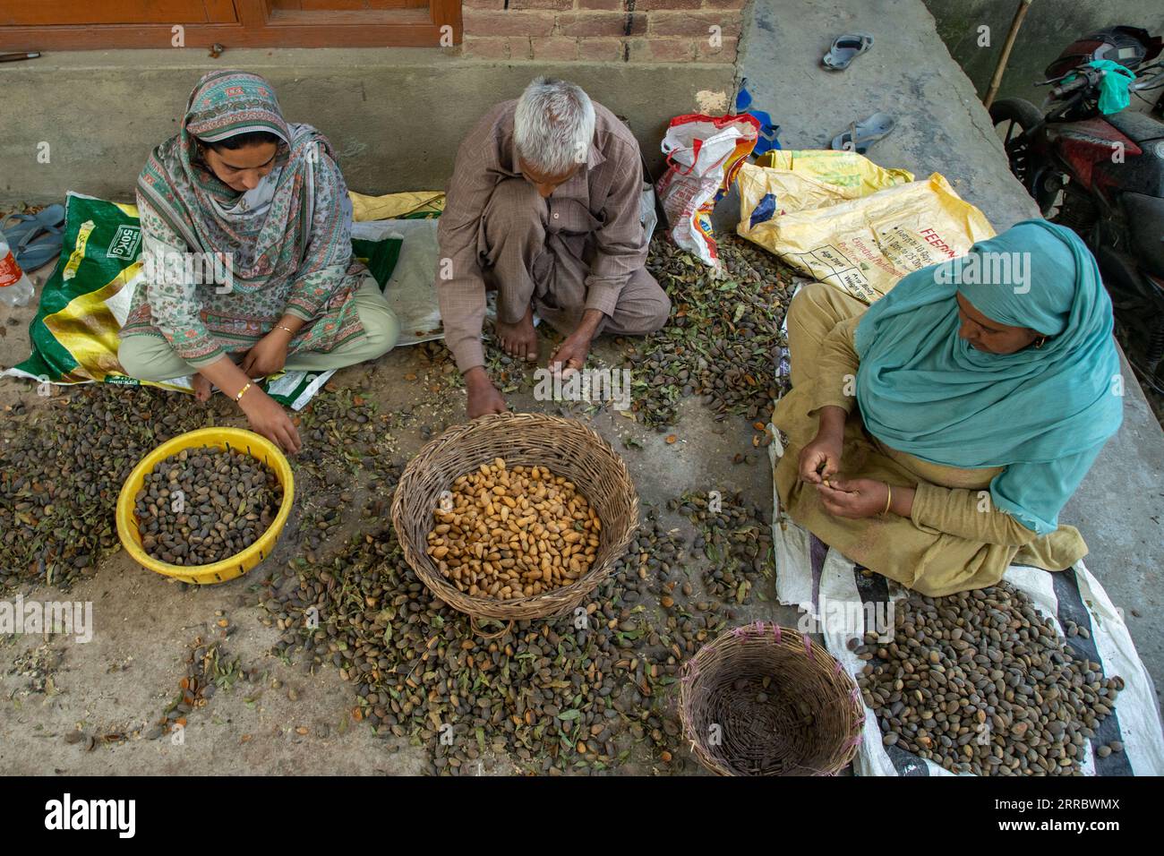 September 7, 2023, Srinagar, Jammu and Kashmir, India: Kashmiri farmers peel freshly picked almonds during the harvesting season at the village in Pulwama district, south of Srinagar. The almond production is on sharp decline due to unfavourable weather conditions in the Kashmir valley. Official data shows that almond production fell from 15,183 tonnes in 2006-07 to 9,898 tonnes in 2019-20. (Credit Image: © Faisal Bashir/SOPA Images via ZUMA Press Wire) EDITORIAL USAGE ONLY! Not for Commercial USAGE! Stock Photo