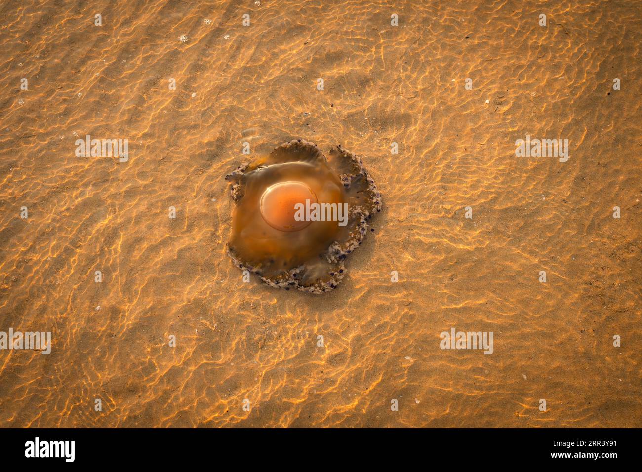 Jellyfish in the Adriatic Sea near the shore on a sandy beach Stock Photo