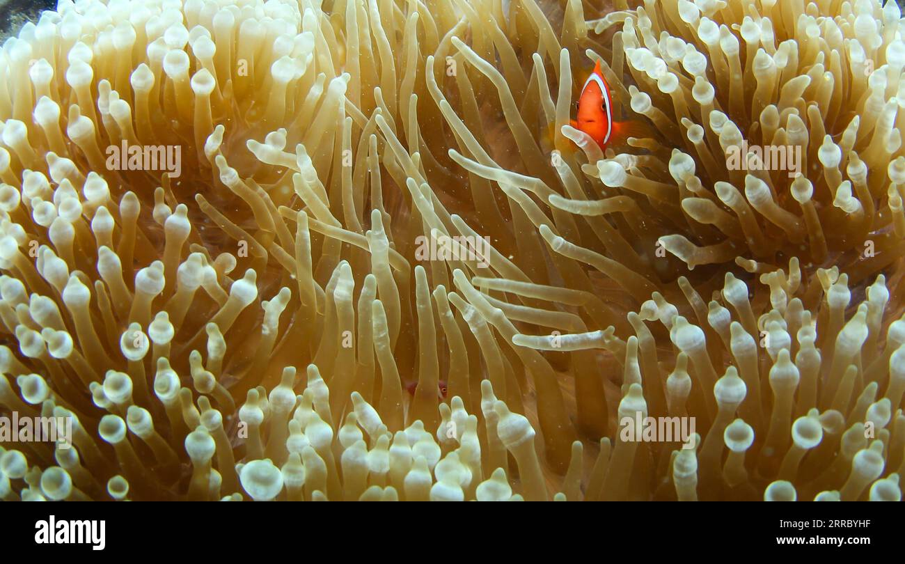 Stunning Water Axe Coral And Anemone Keeping Together image
