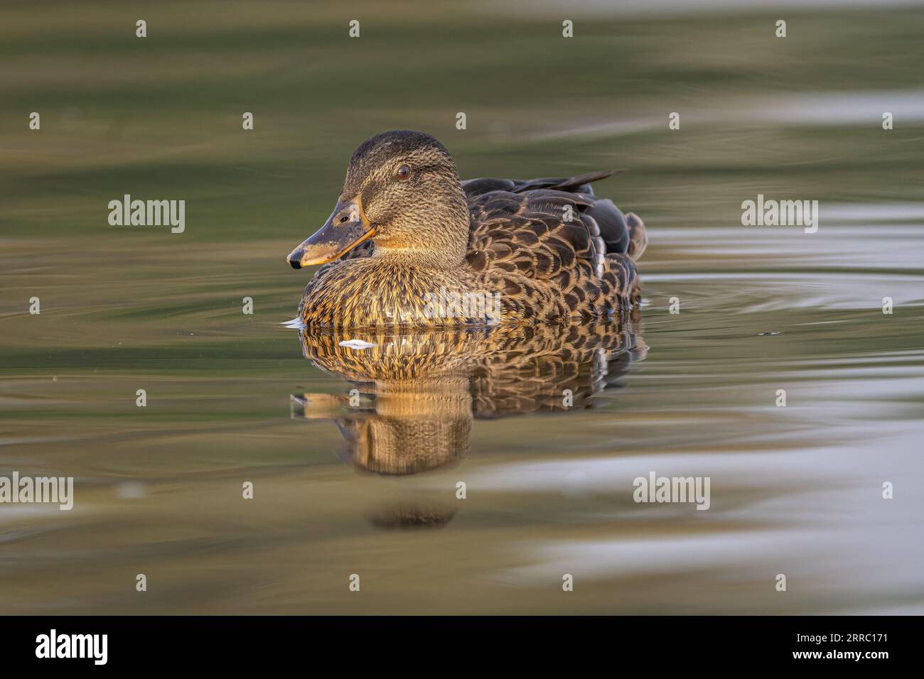 Mallard ducks on pen pond in Richmond Park Stock Photo